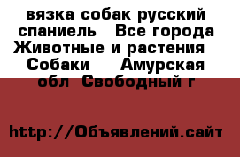 вязка собак русский спаниель - Все города Животные и растения » Собаки   . Амурская обл.,Свободный г.